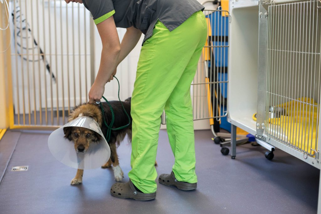 Hundestation mit Patientenboxen